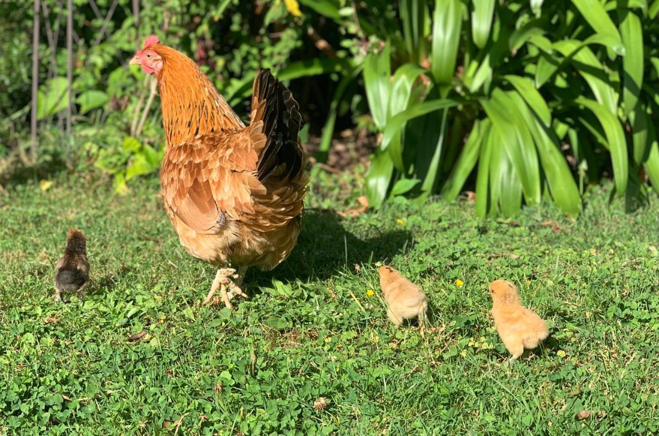 La Maison Les Mimosas Le Minihic-sur-Rance Esterno foto
